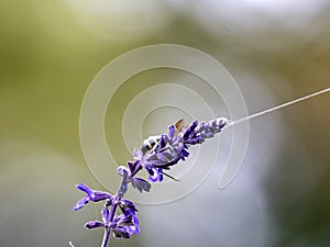 Lasioglossum japonicum sweat bee on sage flowers 5