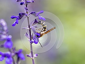 Lasioglossum japonicum sweat bee on sage flowers 6