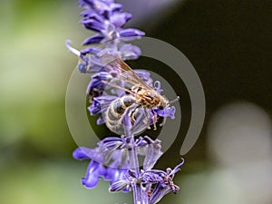 Lasioglossum japonicum sweat bee on sage flowers 9