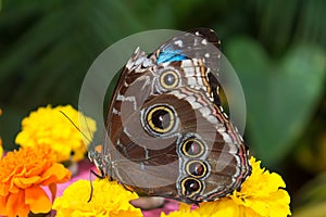 Lasiommata achine buttefly sitting on the flower