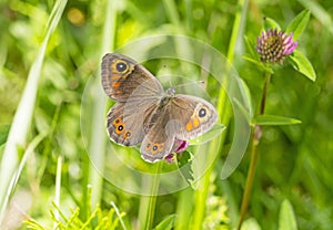 Lasiommata maera the large wall brown butterfly