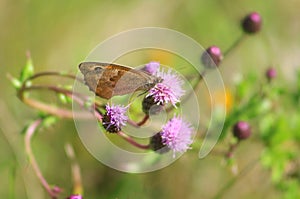 Lasiommata maera Large Wall Brown butterfly