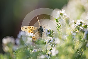 Lasiommata maera, The Wall Butterfly