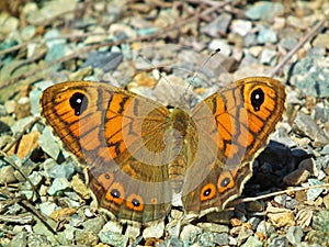 Lasiommata megera , the wall brown butterfly