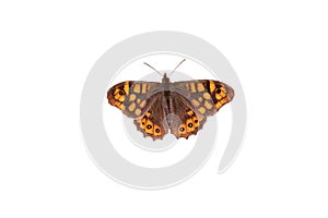 Lasiommata megera or wall brown butterfly isolated on white
