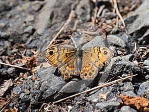Lasiommata megera, or wall brown butterfly sitting on a ground