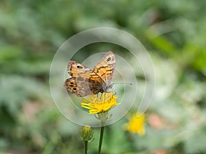 Lasiommata megera, or wall brown butterfly sitting on a yellow flower