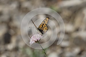Lasiommata megera, the wall or wall brown, is a butterfly in the family Nymphalidae