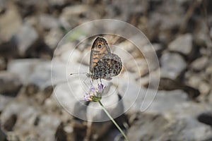 Lasiommata megera, the wall or wall brown, is a butterfly in the family Nymphalidae