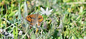 Lasiommata megera among wild flowers