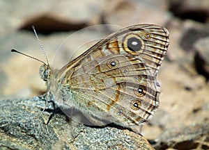 Lasiommata menava , the dark wall butterfly sitting on rock , butterflies of Iran