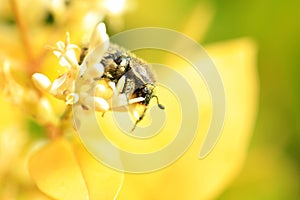 Lasiotrichius succinctus