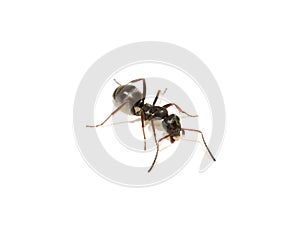Lasius niger common black garden ant isolated