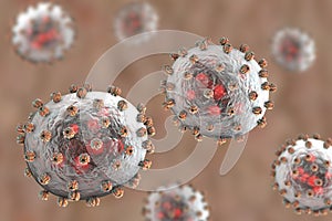 Lassa fever viruses photo
