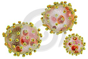 Lassa fever viruses photo