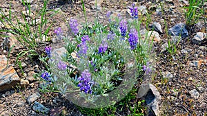 Lassen Volcanic National Park Wildflowers, California, USA