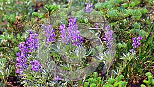 Lassen Volcanic National Park Wildflowers, California, USA