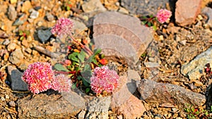 Lassen Volcanic National Park Wildflowers, California, USA