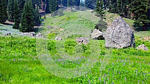 Lassen Volcanic National Park Wildflowers, California, USA