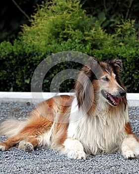 Lassie