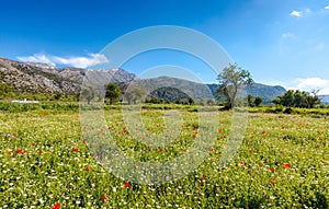 Lassithi plateau with a spring field covered with daisies and poppies, Crete, Greece