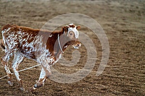 A Lassoed Calf Running Across An Arena