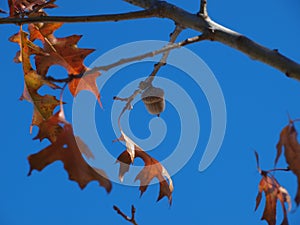 Last Acorn Of Fall