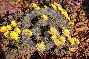 Last amber yellow flowers of Chrysanthemum in November