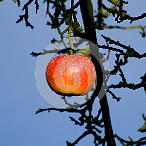 The last apple in the autumn