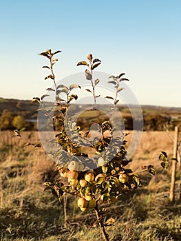 The last of the apple crop.