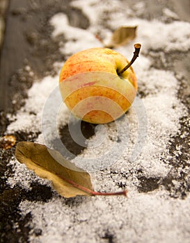 Apple on the first October snow