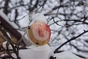 The last apple and the first snow