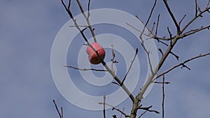 Last apple on tree branch in December