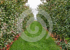 Last apples on apple plantations after harvest in october