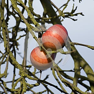 The last apples in the late autumn