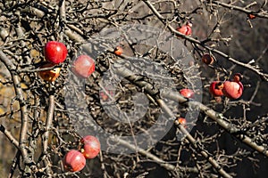 The last apples in late autumn