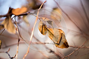 Last autumn leaf on a tree
