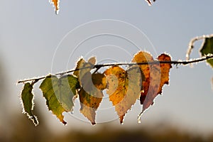 The last autumn leaves