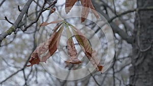 The last autumn leaves on bare trees.