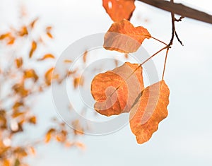 Last autumn leaves on a tree.