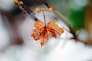 Last autumn orange leaf on a snowy background. Late fall and early winter season concept