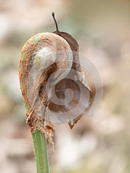 Last autumn, this spring. Brown autumn leaf clinging to unfurling fern in spring. Nature UK.