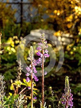 Last blooming autumn lupines on a blurry autumn natural background