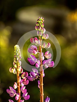 Last blooming autumn lupines on a blurry autumn natural background
