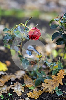 Last blooming rose on the background of fallen autumn oak leaves. Concept of nostalgia, mood