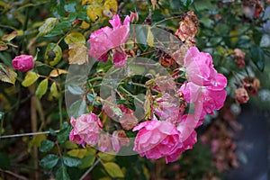 Last blooms of pink rose `Palmengarten Frankfurt` under the snow in December. A rose is a woody perennial flowering plant. Berlin