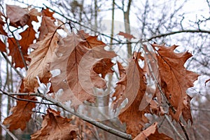 The last brown autumn leaves of an oak tree are still hanging on a branch on the tree in winter. Winter autumn wallpaper with pale