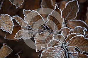 The last brown dried leaves covered with morning frost