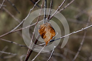 The last brown leaf covered with morning frost on the bushy bushes