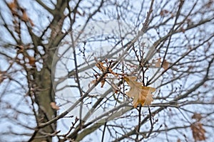 Last brown oak leafs on a tree, selective focus